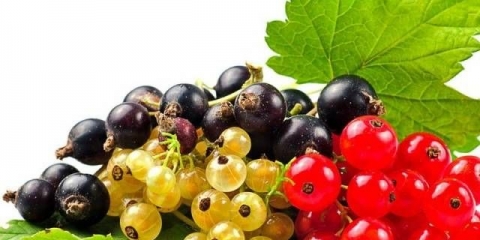 Rezidba crnog ribizla u jesen + video za početnike